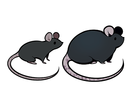 Obesity disrupts normal liver function in mice